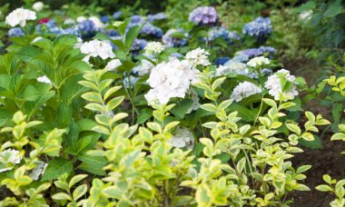 Bahçedeki güzel çiçekler