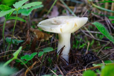 Çimenlerde büyüyen mantar.