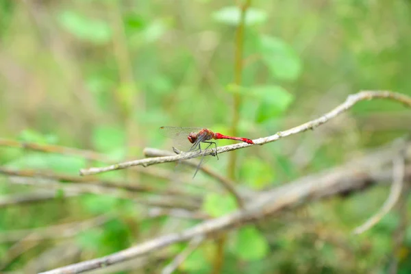 Dragonfly vilar på en kvist — Stockfoto