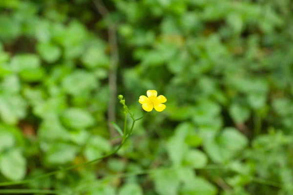 Lindas pequeñas flores — Foto de Stock