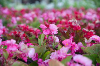 güzel kır çiçekleri