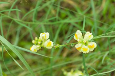 Sevimli küçük çiçekler