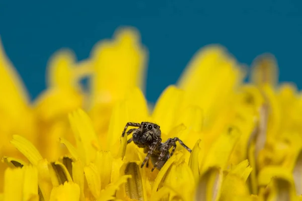 The jumper spider — Stock Photo, Image