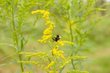 Sevimli küçük çiçekler