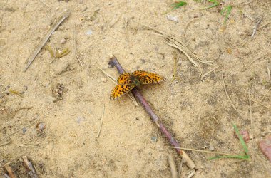 Büyük kahverengi kelebek 