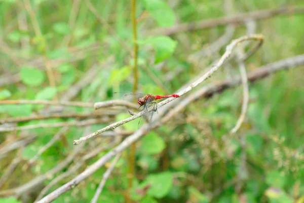 Dragonfly vilar på en kvist — Stockfoto
