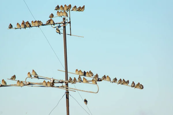 Много маленьких птиц, сидящих на проводах — стоковое фото