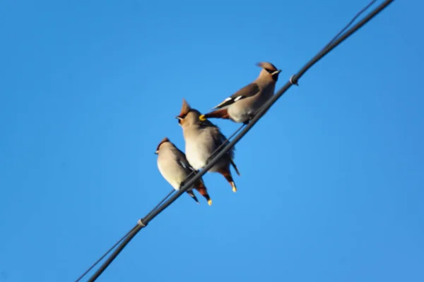 Много маленьких птиц, сидящих на проводах — стоковое фото