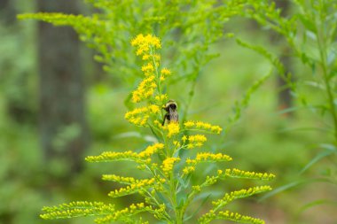 Sevimli küçük çiçekler