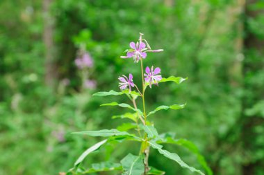 Sevimli küçük çiçekler