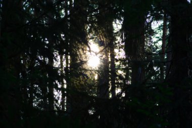 ağaçlar ve kütükleri ormanda