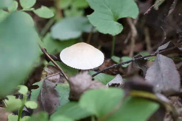 Funghi che crescono nell'erba — Foto Stock