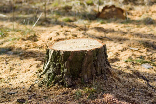 Frischer Baumstumpf im Wald — Stockfoto