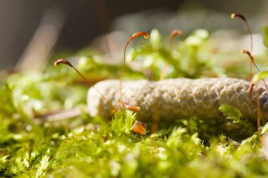 Boyutlanmış kereste orman