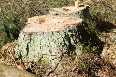 Boyutlanmış kereste orman