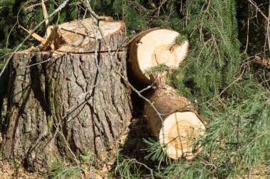 Boyutlanmış kereste orman