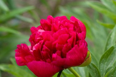 parlak kırmızı çiçek