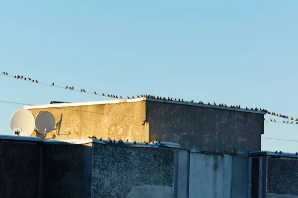 Sok kis madár ül a vezetékek — Stock Fotó