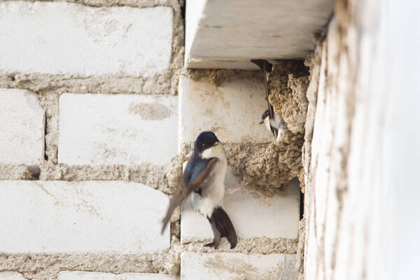 The swallow is sitting in the nest