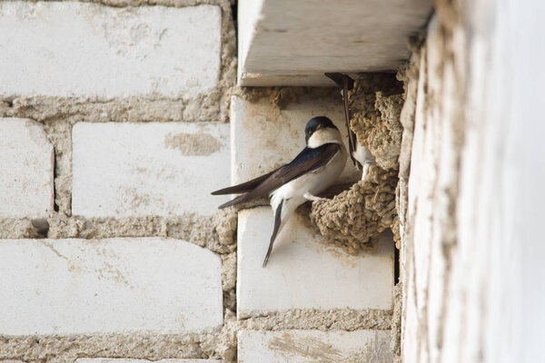 The swallow is sitting in the nest