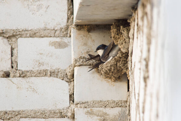 The swallow is sitting in the nest
