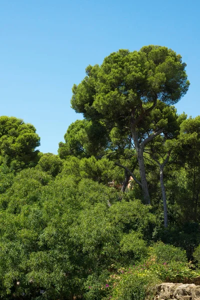 Parque de verano envuelto en árboles verdes —  Fotos de Stock
