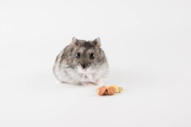 Küçük Dzungarian hamsterı lezzetli çekirdeklere bakıyor.