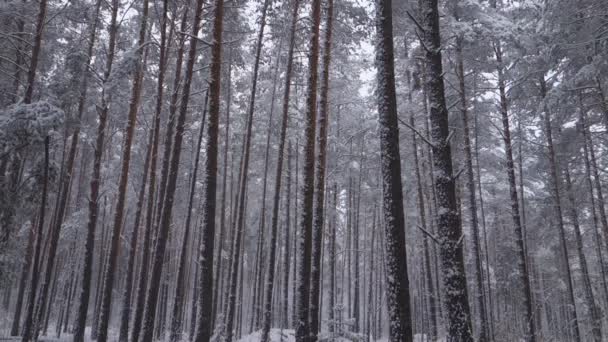 Зимой Среди Деревьев Выпадает Снег — стоковое видео