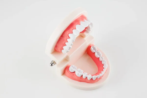 Acrylic model of human jaws — Stock Photo, Image