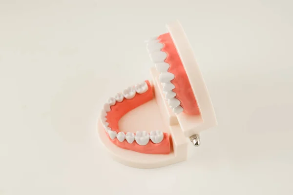 Acrylic model of human jaws — Stock Photo, Image