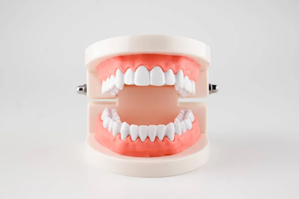 Oral hijyen eğitimi için akrilik insan çene modeli