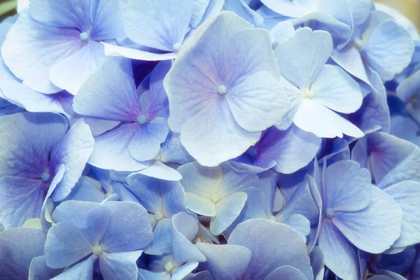 Фотография Красивого Цветка Нежными Голубыми Лепестками — стоковое фото