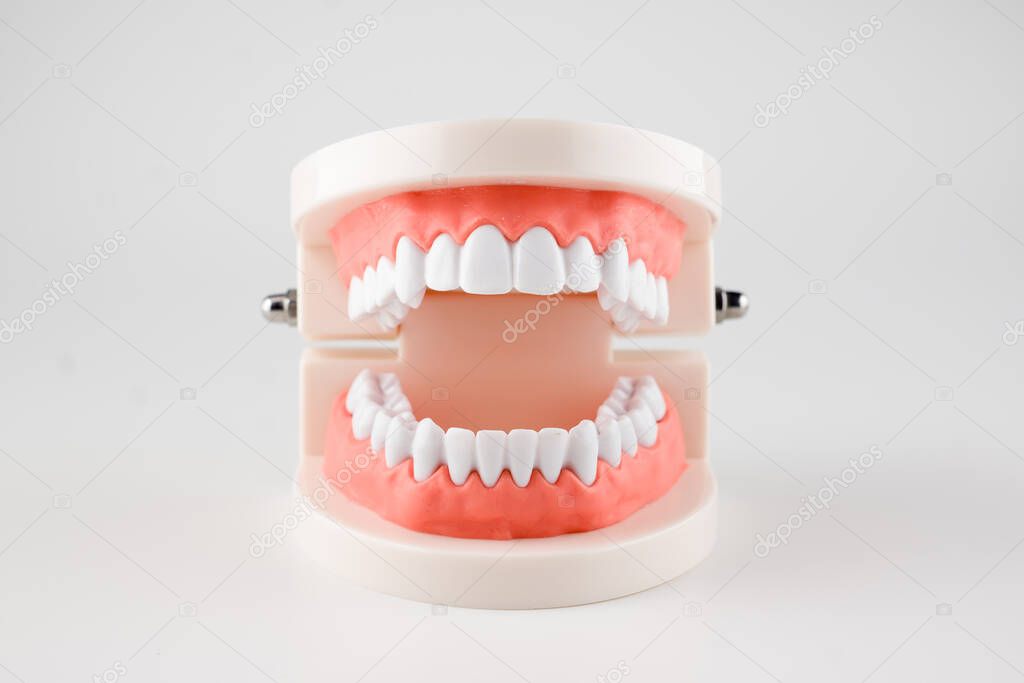 acrylic human jaw model for studying oral hygiene