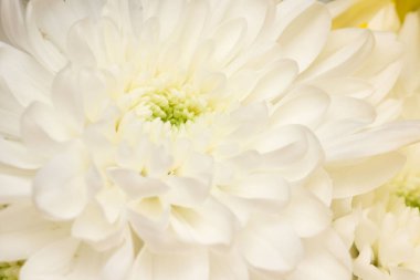 sarı ve beyaz çiçeklerbahar büyük buket yakın