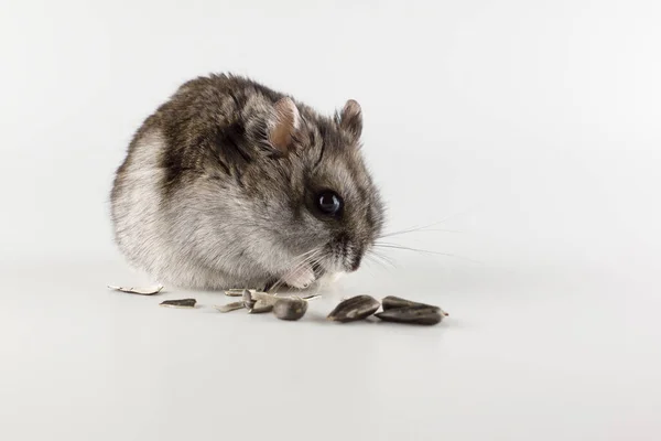 Pequeño Hámster Gris Come Sobre Fondo Blanco — Foto de Stock