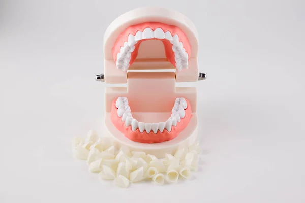 Acrylic Human Jaw Model Studying Oral Hygiene — Stock Photo, Image