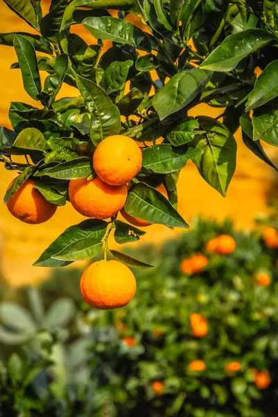 Orange Tree on a farm in Sicily, Italy — Stock Photo, Image