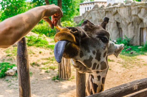 Giraffe mit Zunge füttern — Stockfoto