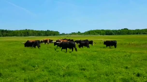 匈牙利Hortobagy重建Aurochs Oxen的牧民 — 图库视频影像