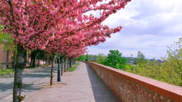 Flor de cerejeira árvores em flor — Vídeo de Stock