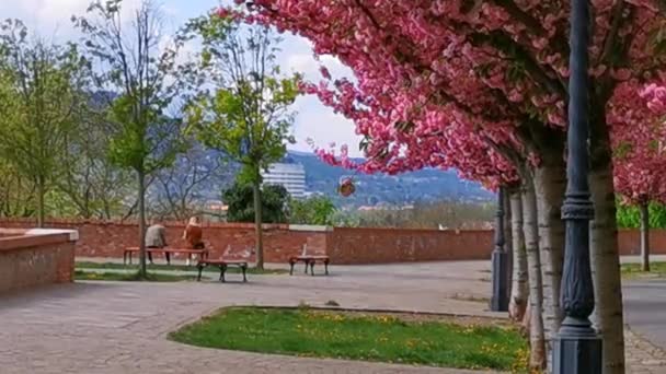 Třešňové květy v Budapešti — Stock video