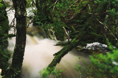 Cradle Mountain Falls'ta Knyvet