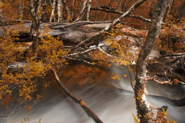 Cradle Mountain Falls'ta Knyvet