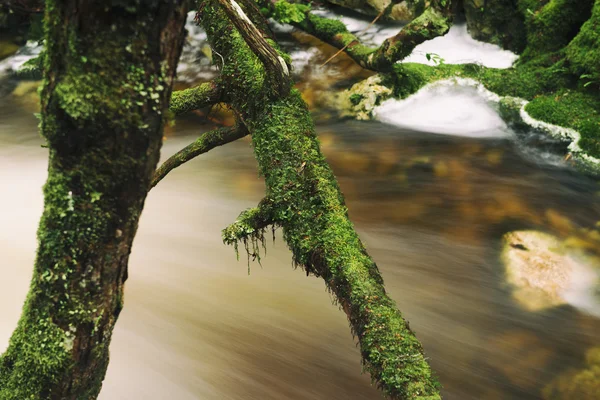 Chutes Knyvet à Cradle Mountain — Photo