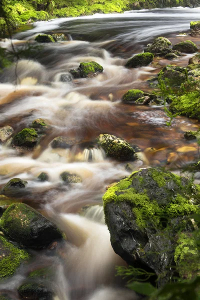 Newell Creek in Tasmania — Stock Photo, Image