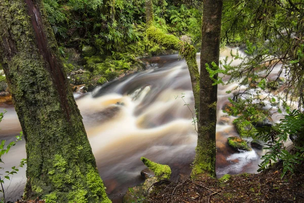 Newell Creek in Tasmanien — Stockfoto