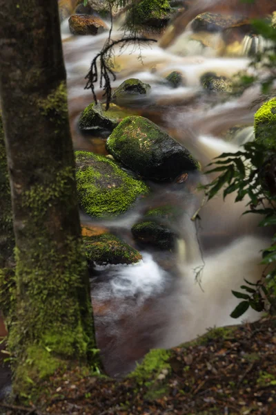 Newell Creek in Tasmanien — Stockfoto