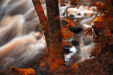 Tasmania'deki / daki Newell Creek