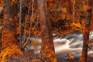 Tasmania'deki / daki Newell Creek