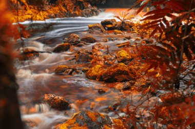 Tasmania'deki / daki Newell Creek